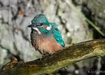 20260716 2 jonge ijsvogel Tinie Goudsblom
