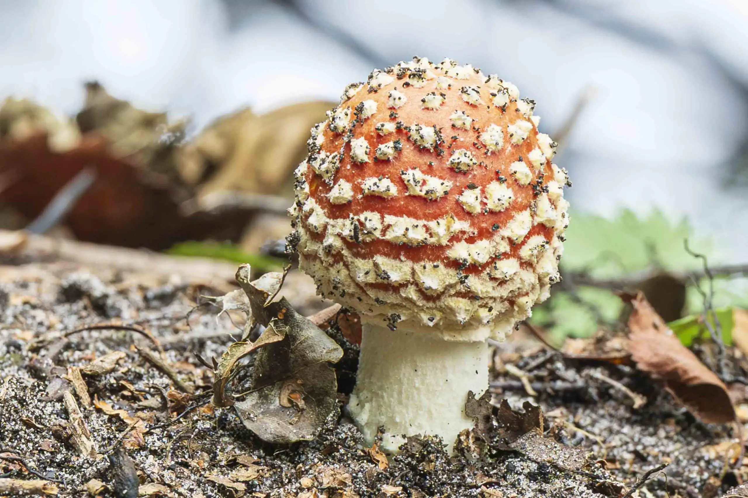 Paddenstoelen ontdekken in Hortus Alkmaar Paddenstoelenwandeling in Hortus Alkmaar in de herfstvakantie.