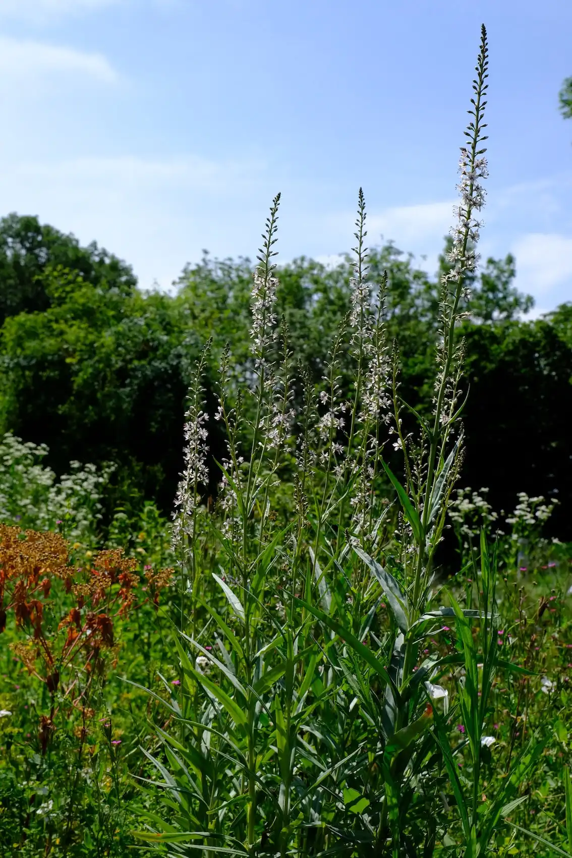 Lysimachia ephemerum 1