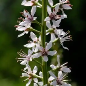 Lysimachia ephemerum
