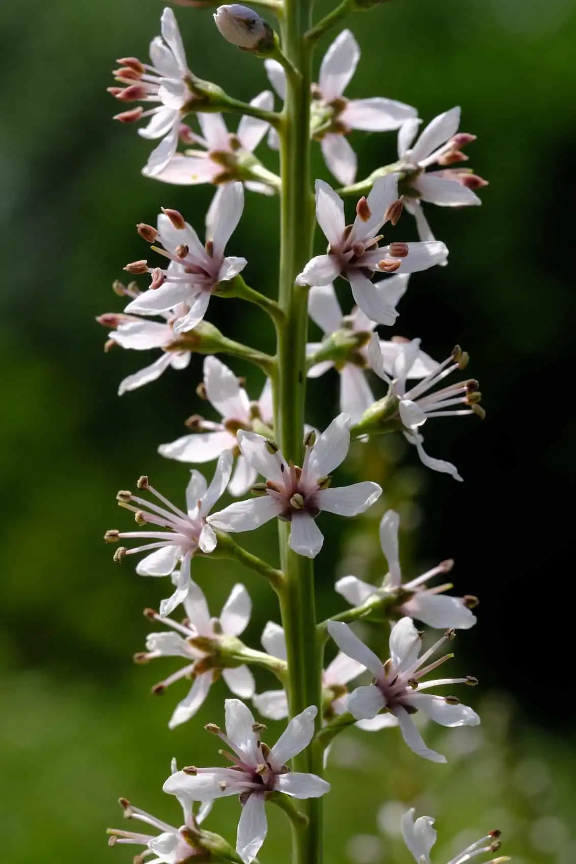 Lysimachia ephemerum